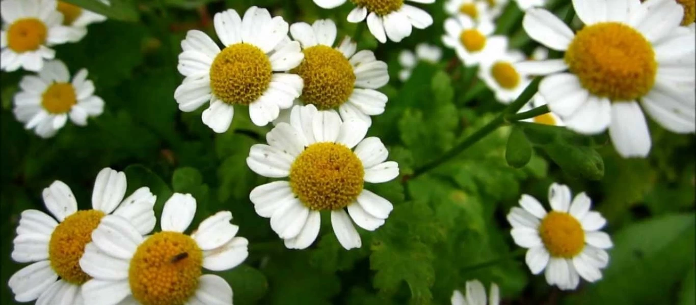 Αυτό είναι το λουλούδι που μπορεί να γίνει «ασπίδα» κατά του καρκίνου